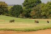 Golf courses in the Kruger region of South Africa