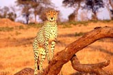 A Cheetah in the Kruger National Park of South Africa