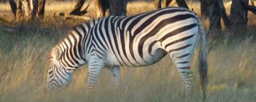 Zebra in the Hwange National Park