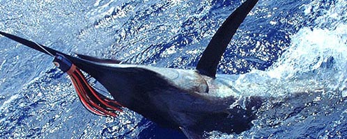 Fishing Holiday with Chaka Travel