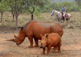 Watching rhinos on horseback with Chaka Travel