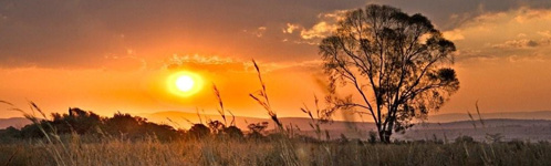 South African Bush Sunset