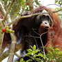 Borneo