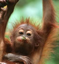 Borneo