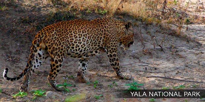 A leopard walking throigh Yala National Park, Sri Lanka