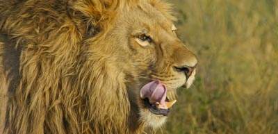 South Africa Safari Lion